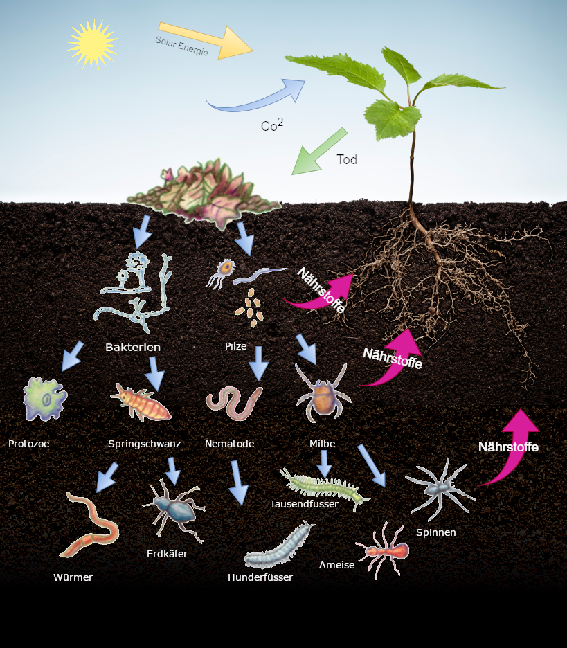 Soil food web, Kreislauf der Nährstoffe